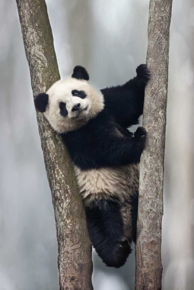 Art Print: China, Chengdu Baby giant panda in tree