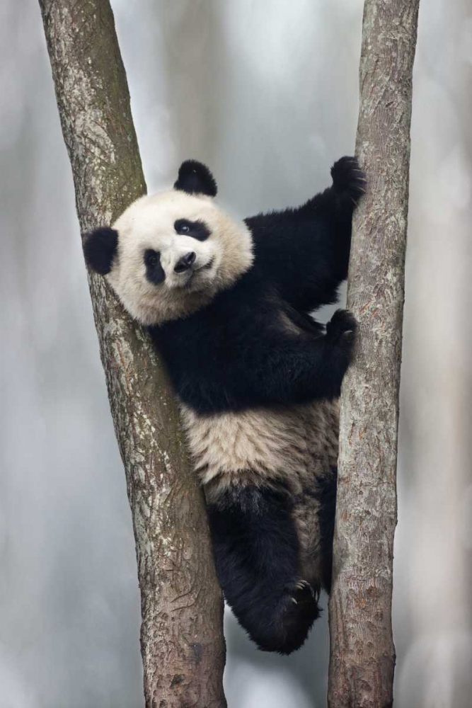 Wall Art Painting id:136638, Name: China, Chengdu Baby giant panda in tree, Artist: Zuckerman, Jim