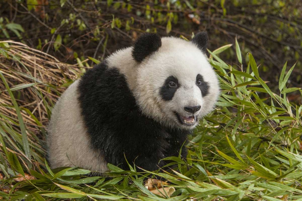 Art Print: China, Chengdu Young giant panda