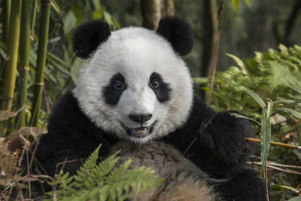 Art Print: China, Chengdu Portrait of young giant panda