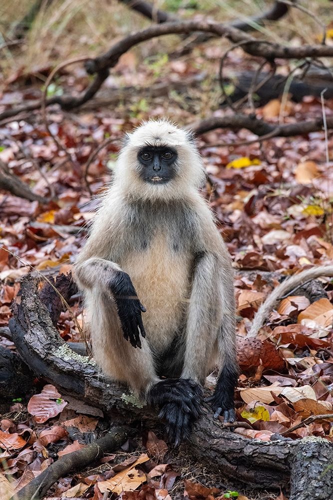 Art Print: India-Madhya Pradesh-Bandhavgarh National Park Northern Plains Langur-aka Hunuman Langur