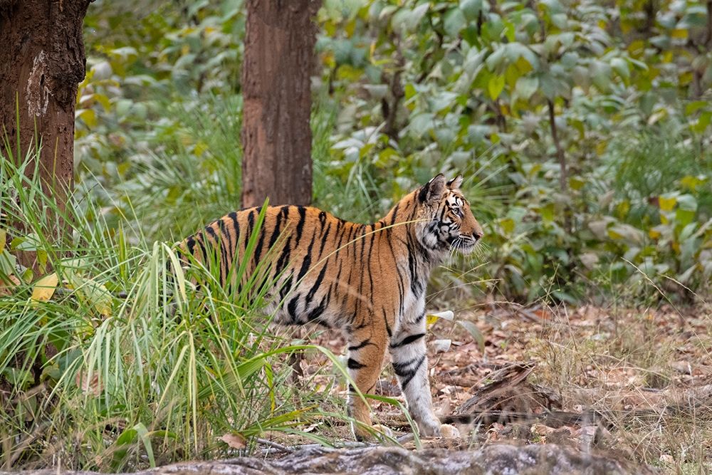 Art Print: India-Madhya Pradesh-Bandhavgarh National Park Young female Bengal tiger stretching