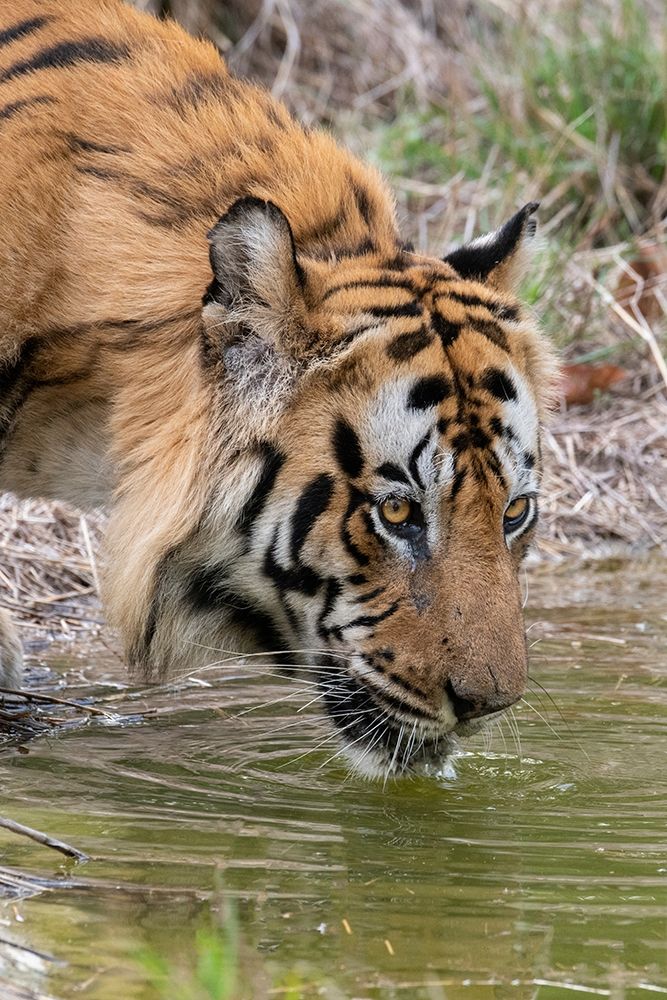Art Print: India-Madhya Pradesh-Bandhavgarh National Park Male Bengal tiger drinking from pond