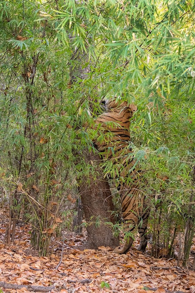 Art Print: India-Madhya Pradesh-Bandhavgarh National Park Bengal tiger sent marking tree in bamboo habitat