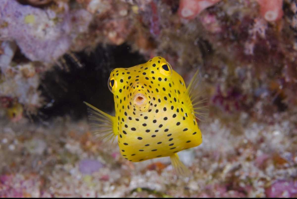 Wall Art Painting id:134215, Name: Indonesia, Komodo NP Juvenile box fish, Artist: Shimlock, Jones