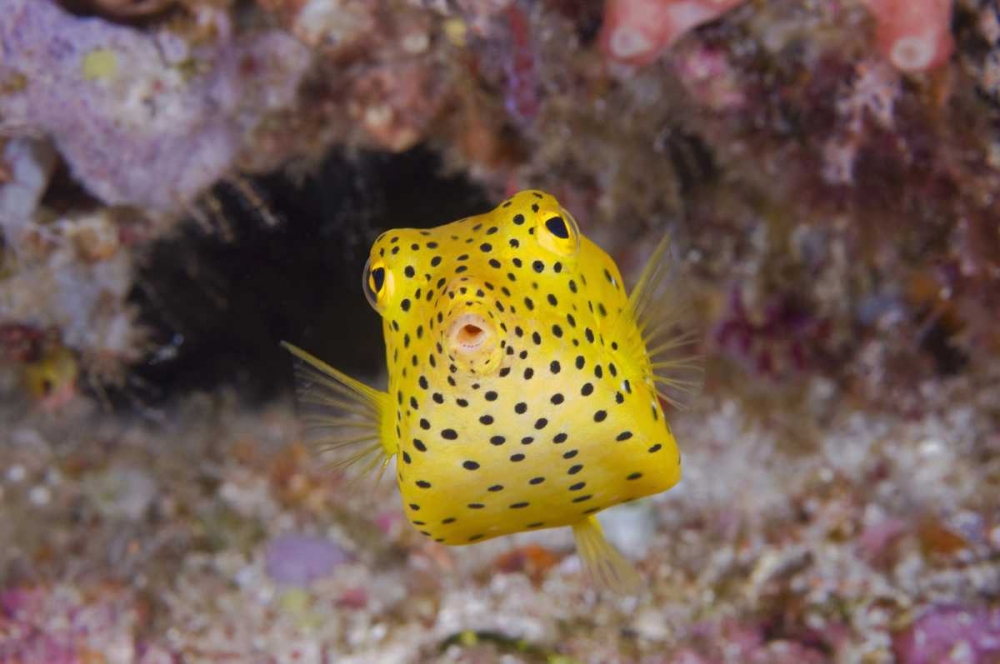 Wall Art Painting id:134228, Name: Indonesia, Komodo NP A juvenile boxfish, Artist: Shimlock, Jones