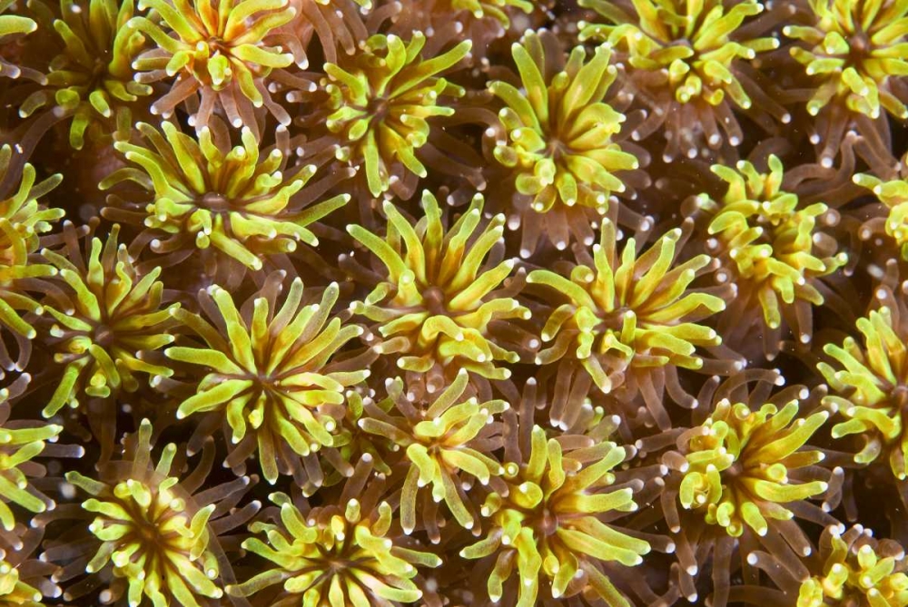Wall Art Painting id:134265, Name: Indonesia, Komodo NP Tentacles of polyps, Artist: Shimlock, Jones