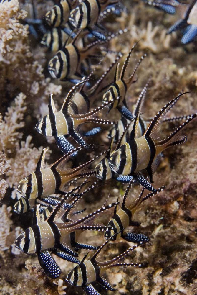 Wall Art Painting id:134264, Name: Indonesia, Sulawesi, Banggai cardinalfish, Artist: Shimlock, Jones