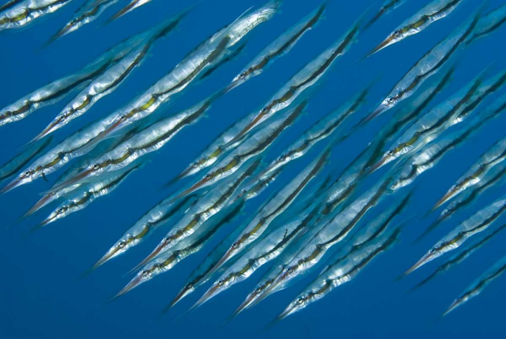 Wall Art Painting id:134250, Name: Indonesia, Sulawesi Isl, Manado Pipefish, Artist: Shimlock, Jones