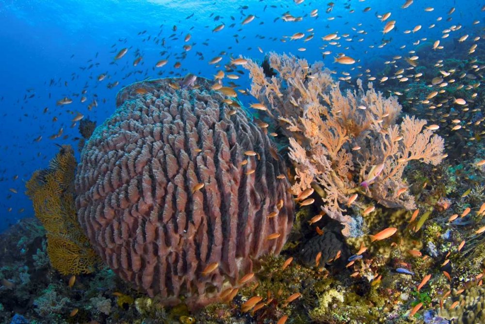 Wall Art Painting id:134191, Name: Indonesia, Pantar Island, Artist: Shimlock, Jones