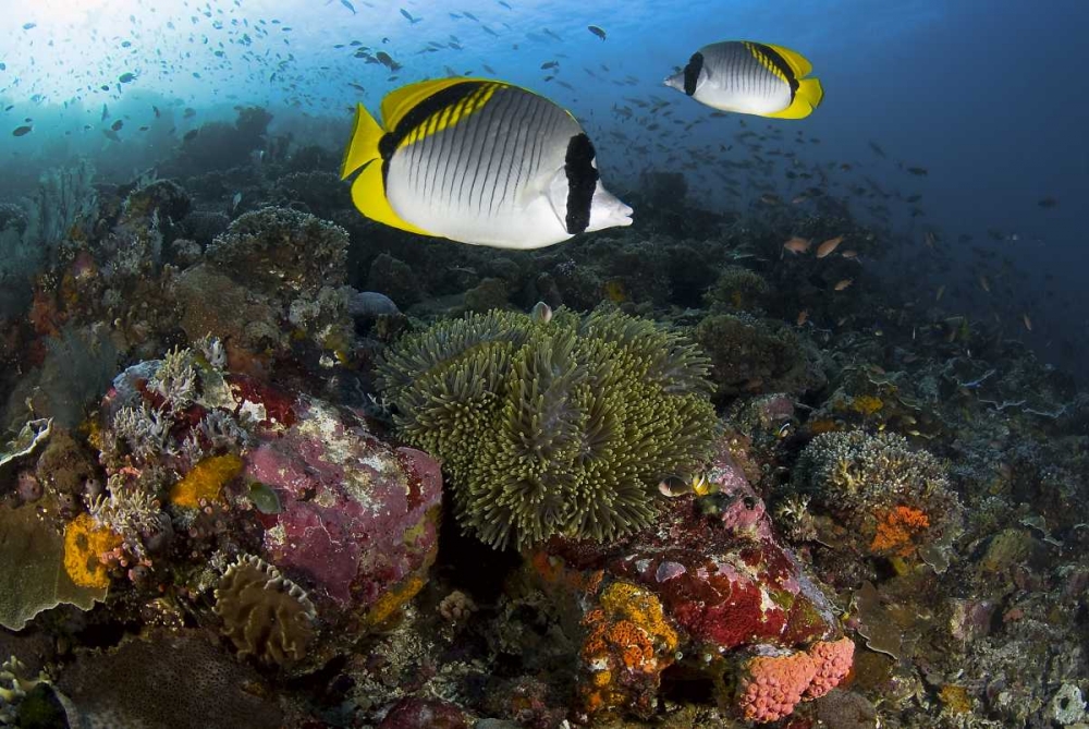 Wall Art Painting id:134259, Name: Indonesia, Komodo NP Lined butterflyfish, Artist: Shimlock, Jones