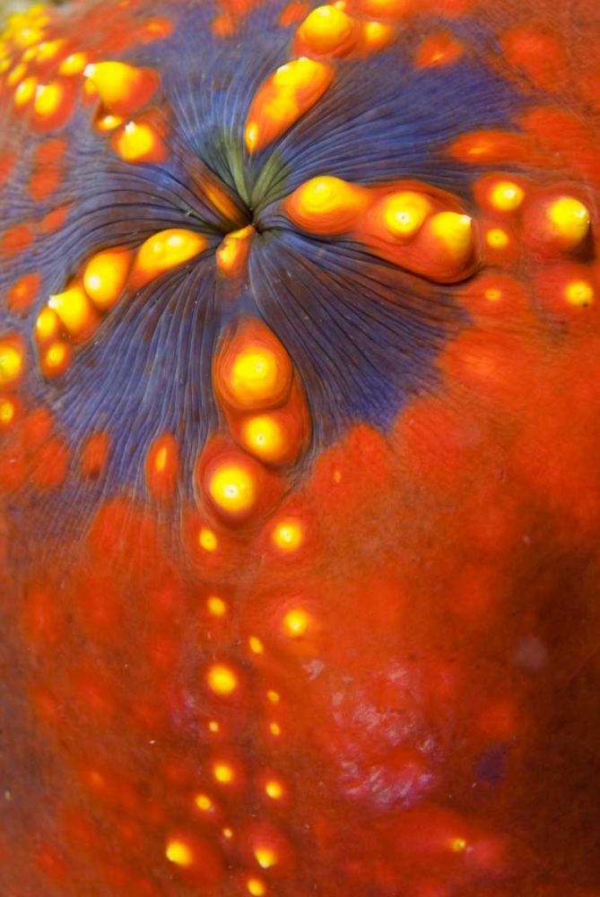 Wall Art Painting id:134272, Name: Indonesia, Komodo NP Sea cucumber variety, Artist: Shimlock, Jones