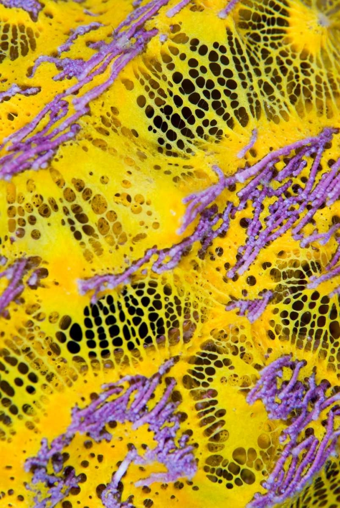 Wall Art Painting id:134206, Name: Colorful sponge, Raja Ampat, Indonesia, Artist: Shimlock, Jones