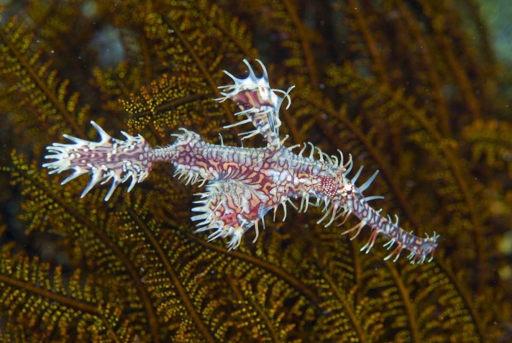 Wall Art Painting id:134203, Name: Ghost pipefish, Raja Ampat, Indonesia, Artist: Shimlock, Jones