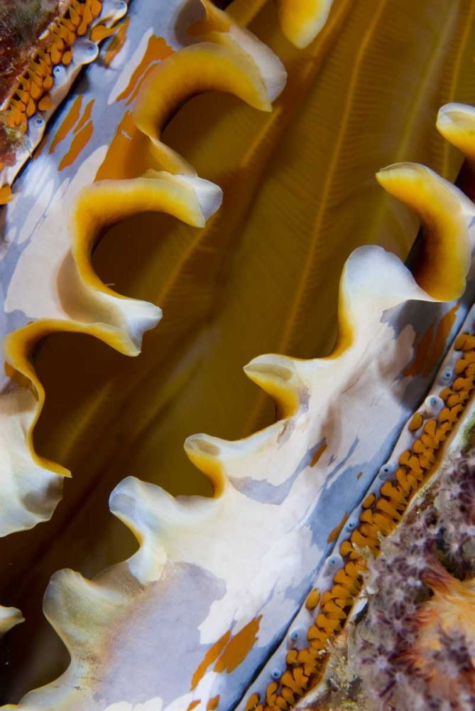 Wall Art Painting id:134197, Name: Oyster shell, Raja Ampat, Indonesia, Artist: Shimlock, Jones