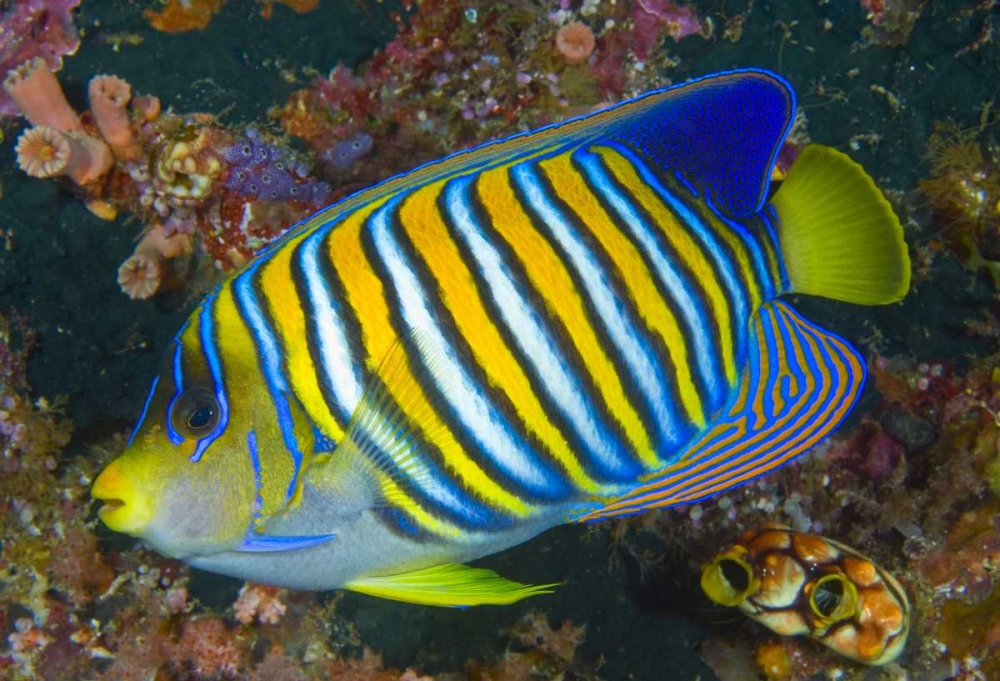 Wall Art Painting id:134207, Name: Regal angelfish, Raja Ampat, Indonesia, Artist: Shimlock, Jones