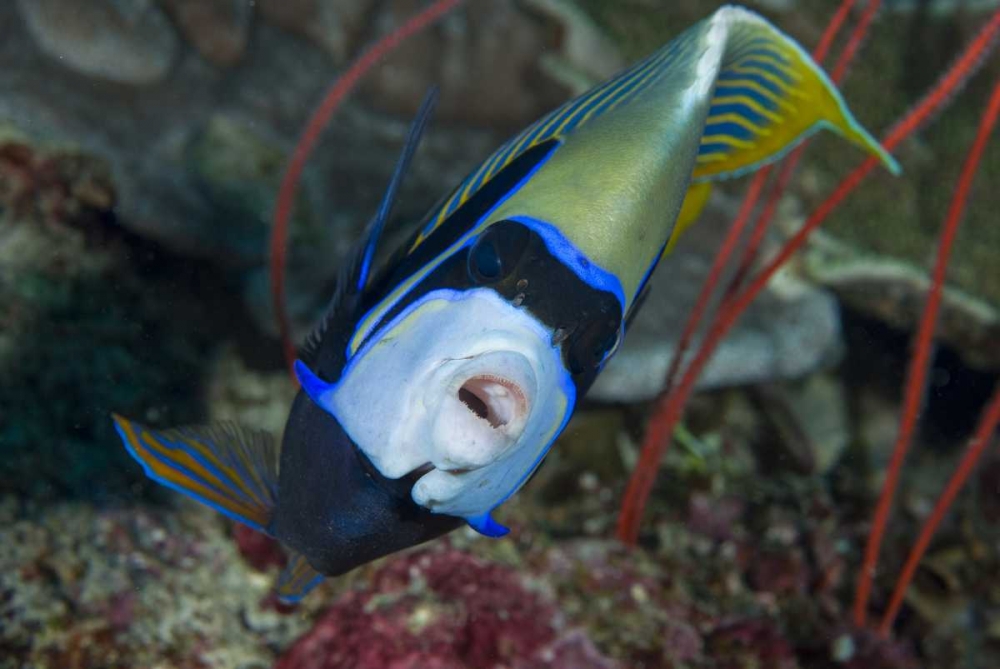 Wall Art Painting id:134230, Name: Indonesia, Raja Ampat Emperor angelfish, Artist: Shimlock, Jones