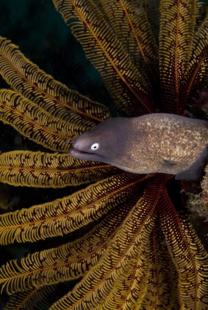 Wall Art Painting id:134257, Name: Indonesia A white-eye moray eel by coral, Artist: Shimlock, Jones