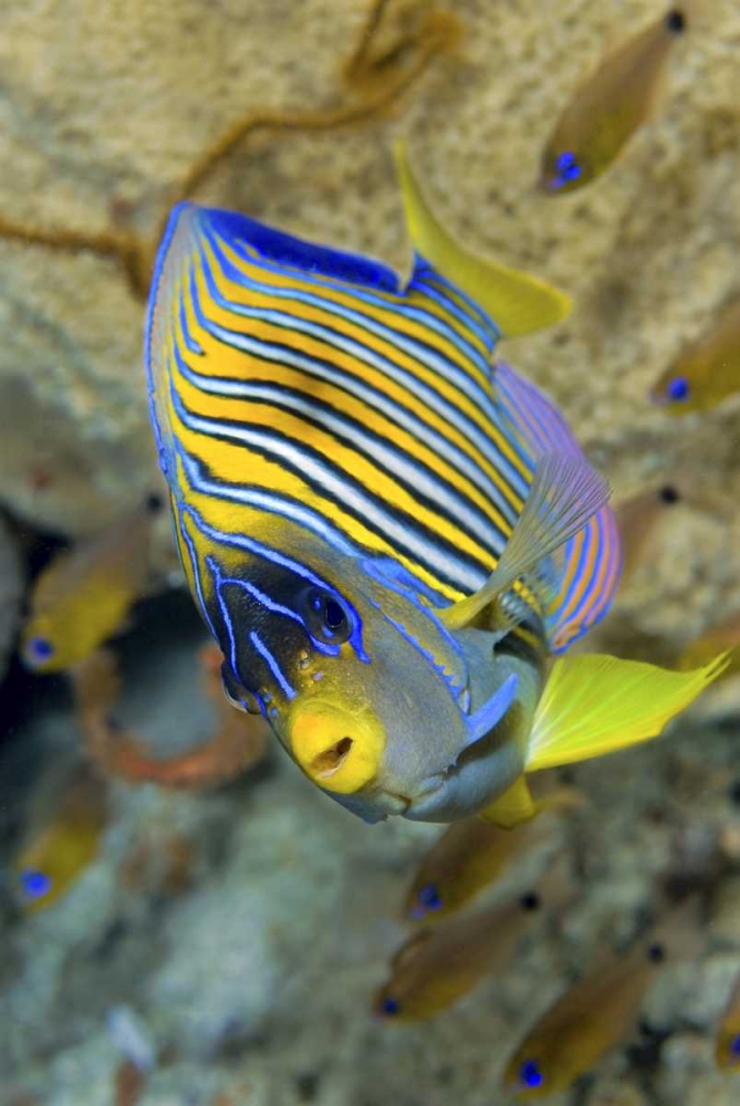 Wall Art Painting id:134212, Name: Angelfish, Raja Ampat, Papua, Indonesia, Artist: Shimlock, Jones