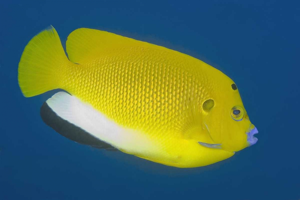 Wall Art Painting id:134213, Name: Angelfish, Raja Ampat, Papua, Indonesia, Artist: Shimlock, Jones