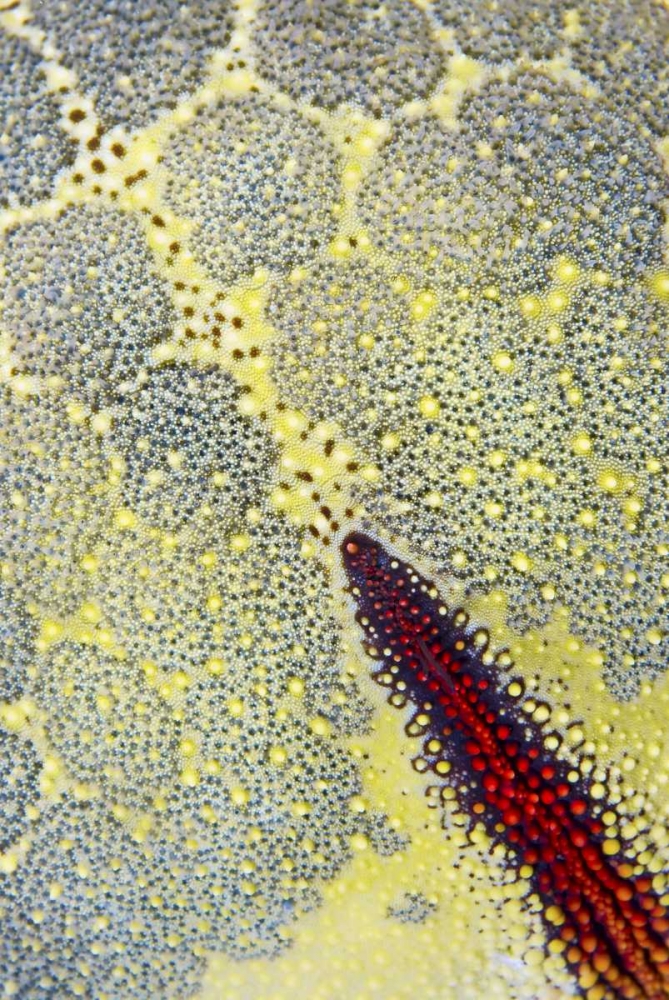 Wall Art Painting id:134208, Name: Indonesia, Papua, Raja Ampat Sea star, Artist: Shimlock, Jones