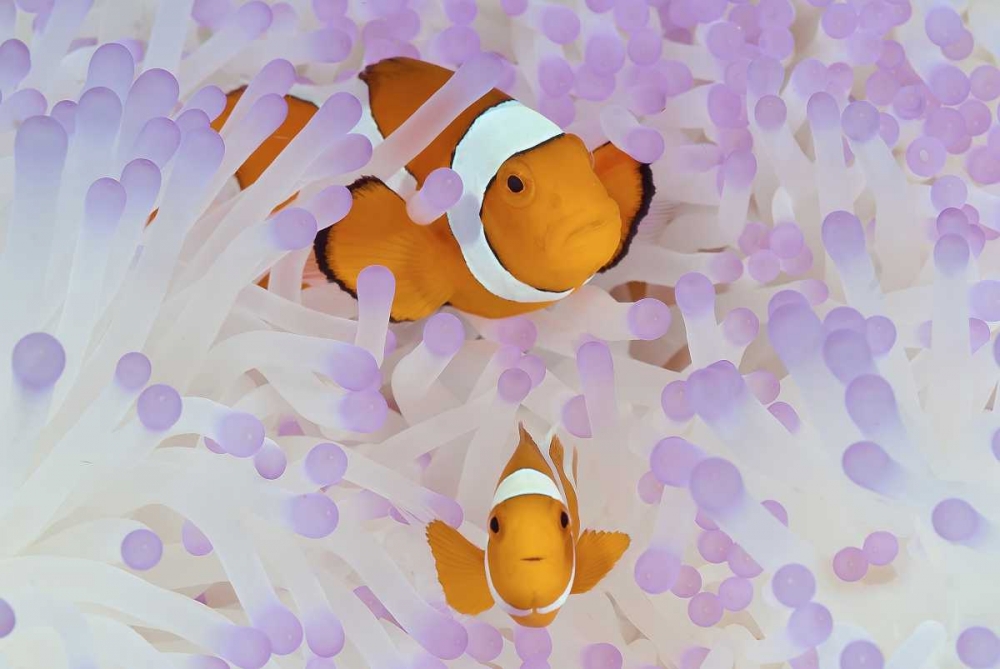 Wall Art Painting id:134320, Name: Indonesia, Papua Anemonefish in an anemone, Artist: Shimlock, Jones