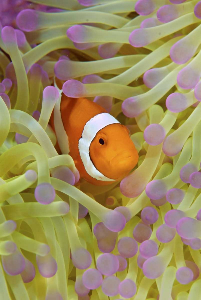 Wall Art Painting id:134233, Name: Indonesia, Papua Anemonefish in anemone, Artist: Shimlock, Jones