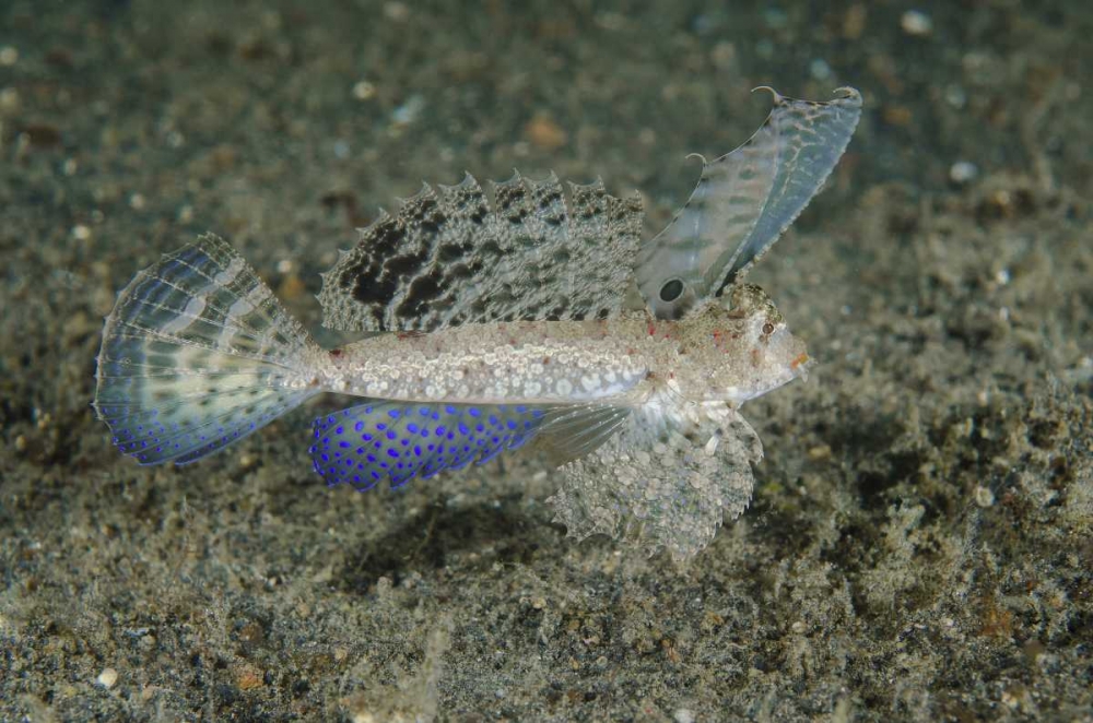 Wall Art Painting id:134210, Name: Indonesia, Lembeh Strait Dragonet fish, Artist: Shimlock, Jones