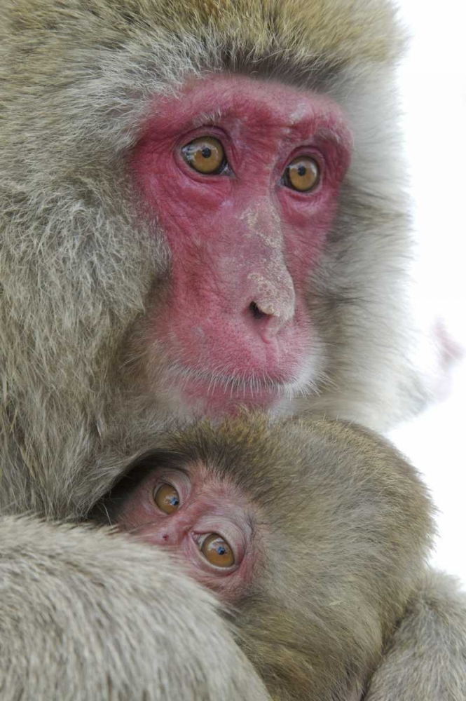 Art Print: Japan Snow monkey clinging to its mother