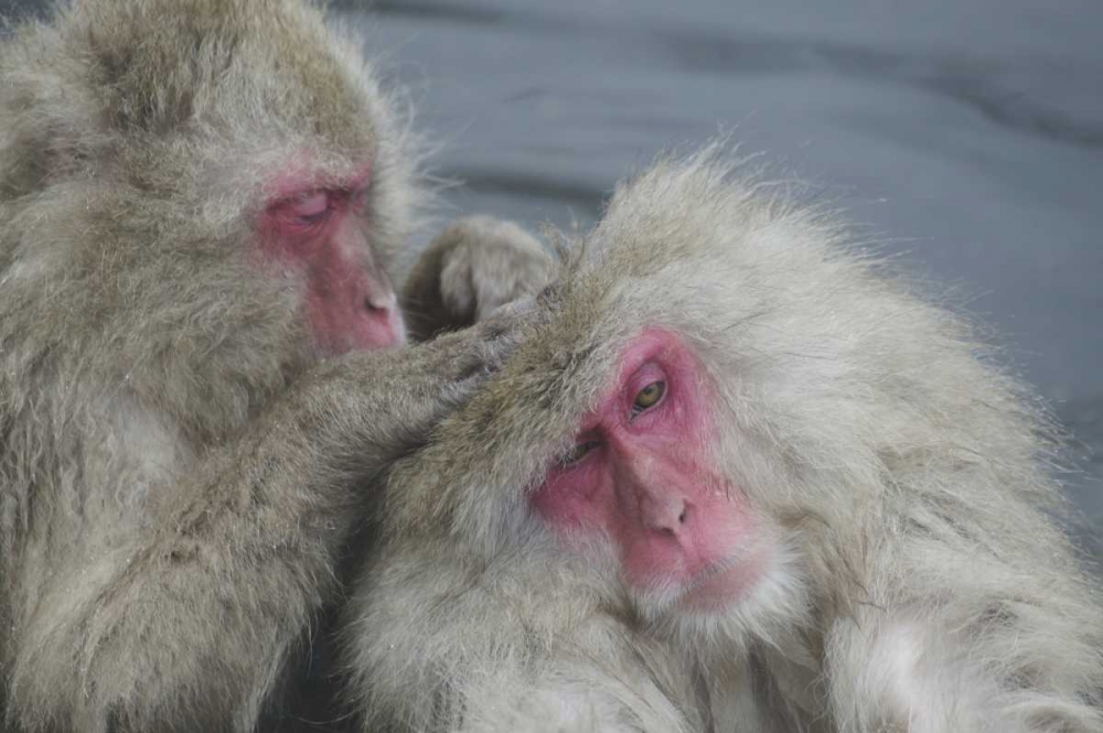 Art Print: Japan Snow monkey grooms another in a hot spring