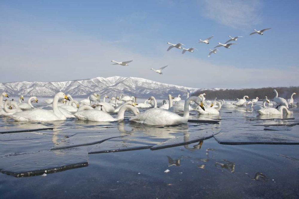 Art Print: Japan, Hokkaido, Teshikaga Whooper swans rest