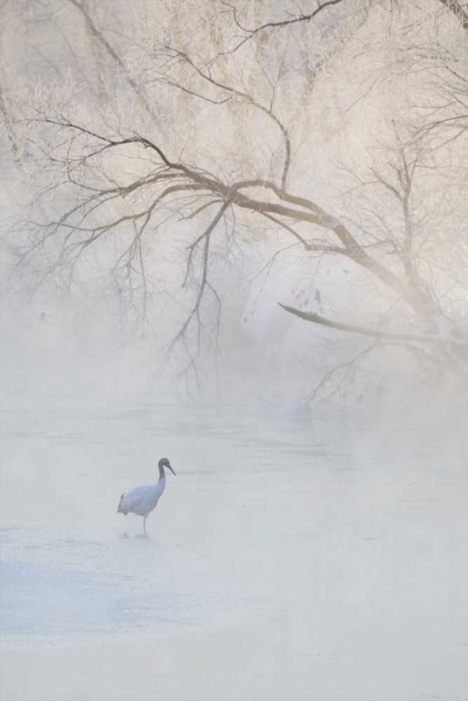 Art Print: Japan, Hokkaido A hooded crane in foggy morning