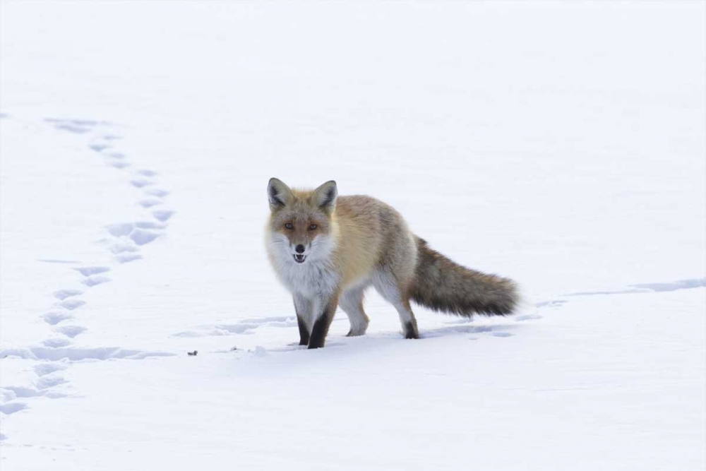 Art Print: Japan, Hokkaido, Tsurui Red fox in a snowy field