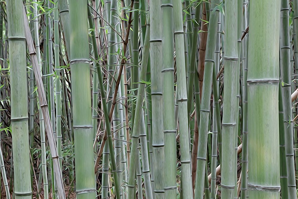 Wall Art Painting id:399169, Name: Nara Provence Abstract of bamboo, Artist: Jaynes Gallery