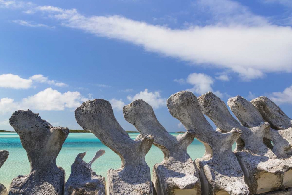 Art Print: Bahamas, Exuma Island Sperm whale bones