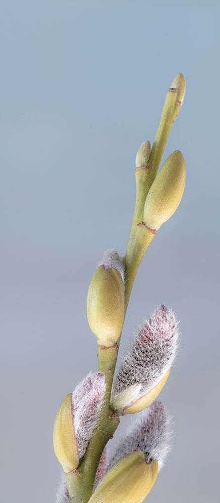 Art Print: Washington State-Seabeck Pussy willows close-up