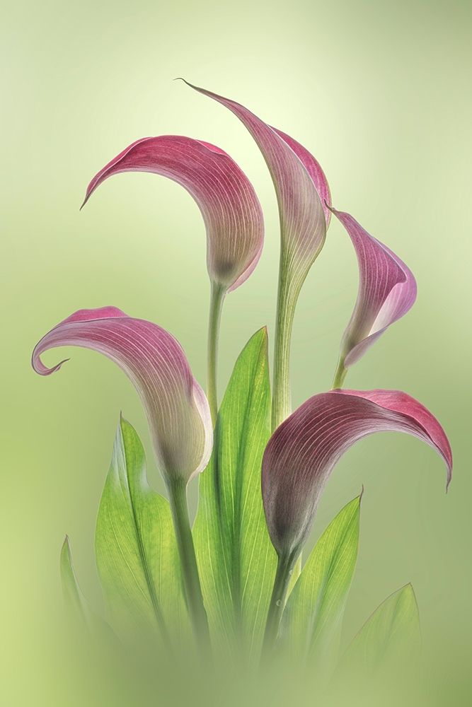 Art Print: Washington State-Seabeck Calla lily flowers close-up