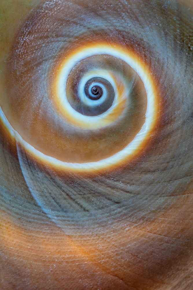 Art Print: Washington State-Seabeck Spiral sea shell close-up