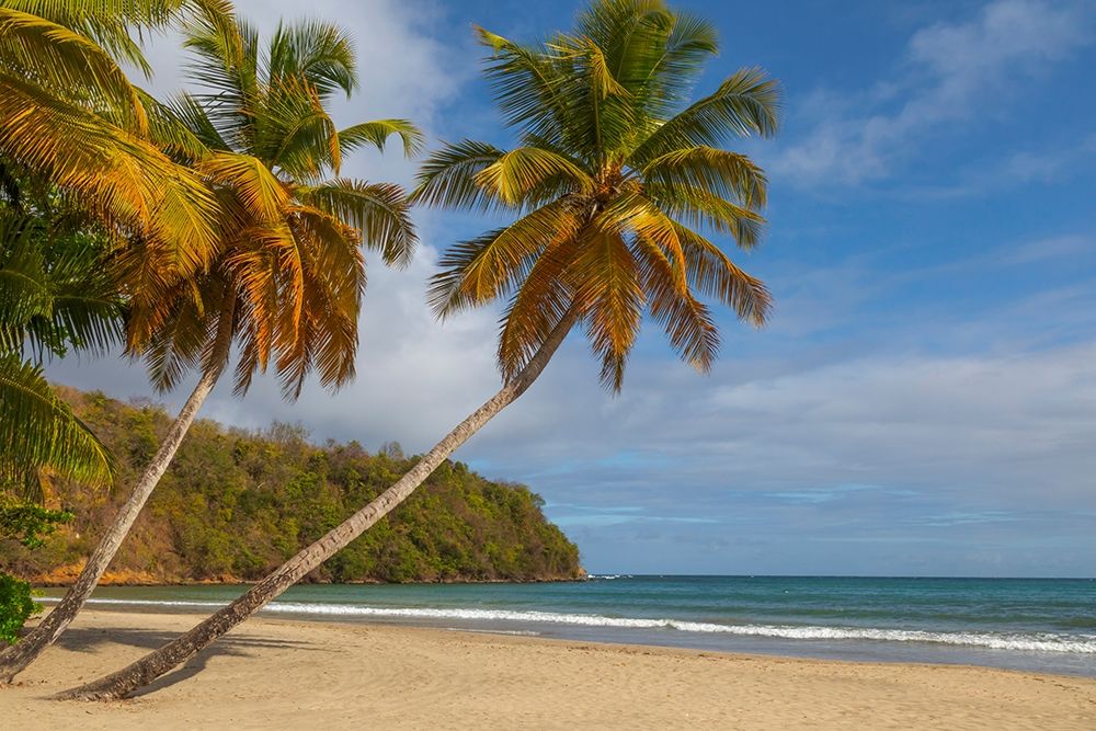 Art Print: Caribbean-Grenada-Grenadines Palm trees and ocean at La Sagesse Beach