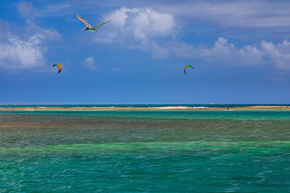 Art Print: Caribbean-Grenada-Union Island Surf kites and pelican flying over ocean