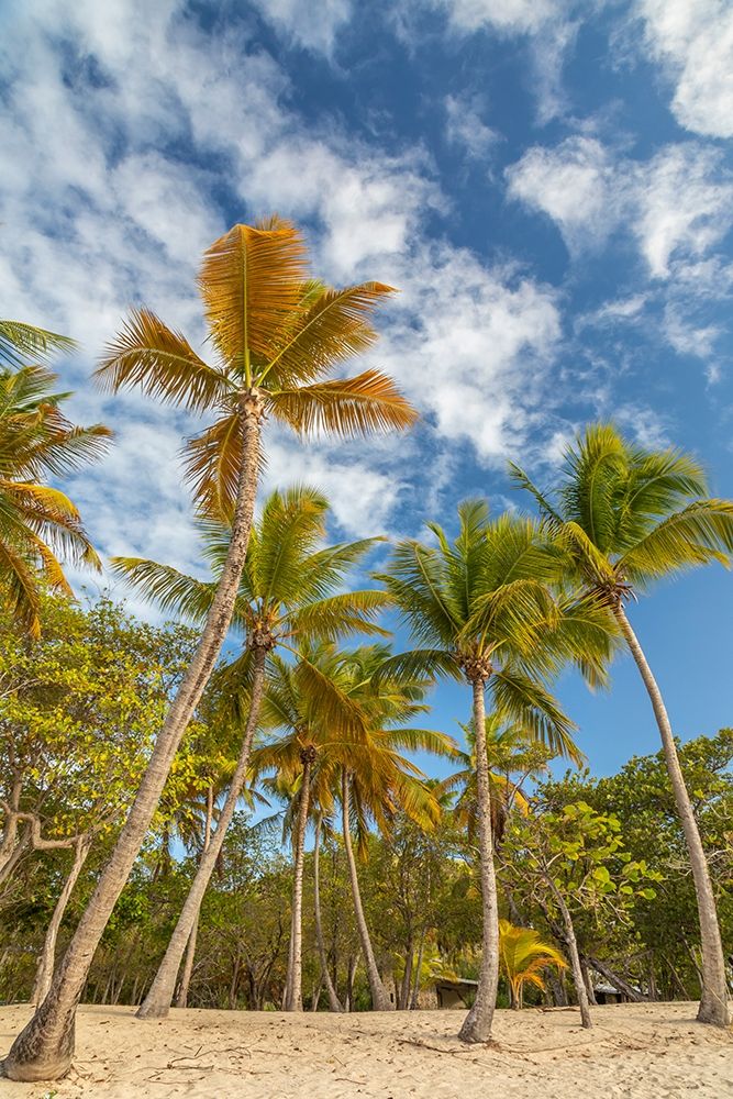 Art Print: Caribbean-Grenada-Mayreau Island Beach and palm trees