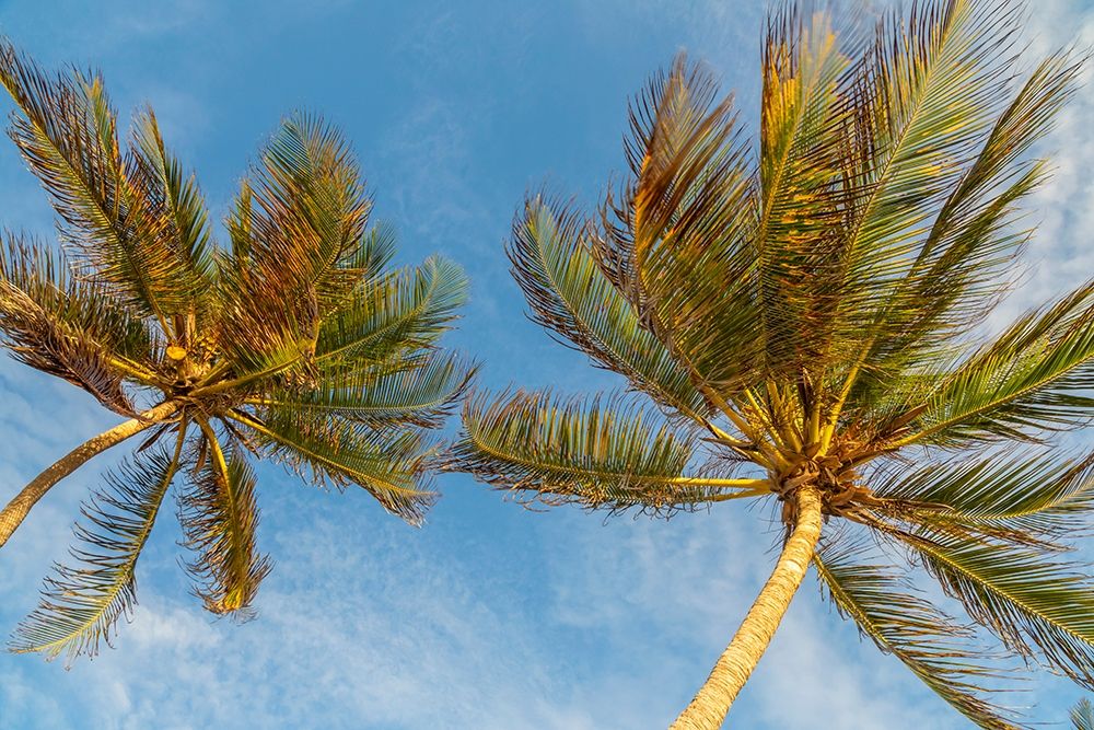 Art Print: Caribbean-Grenada-Mayreau Island Palm trees against sky