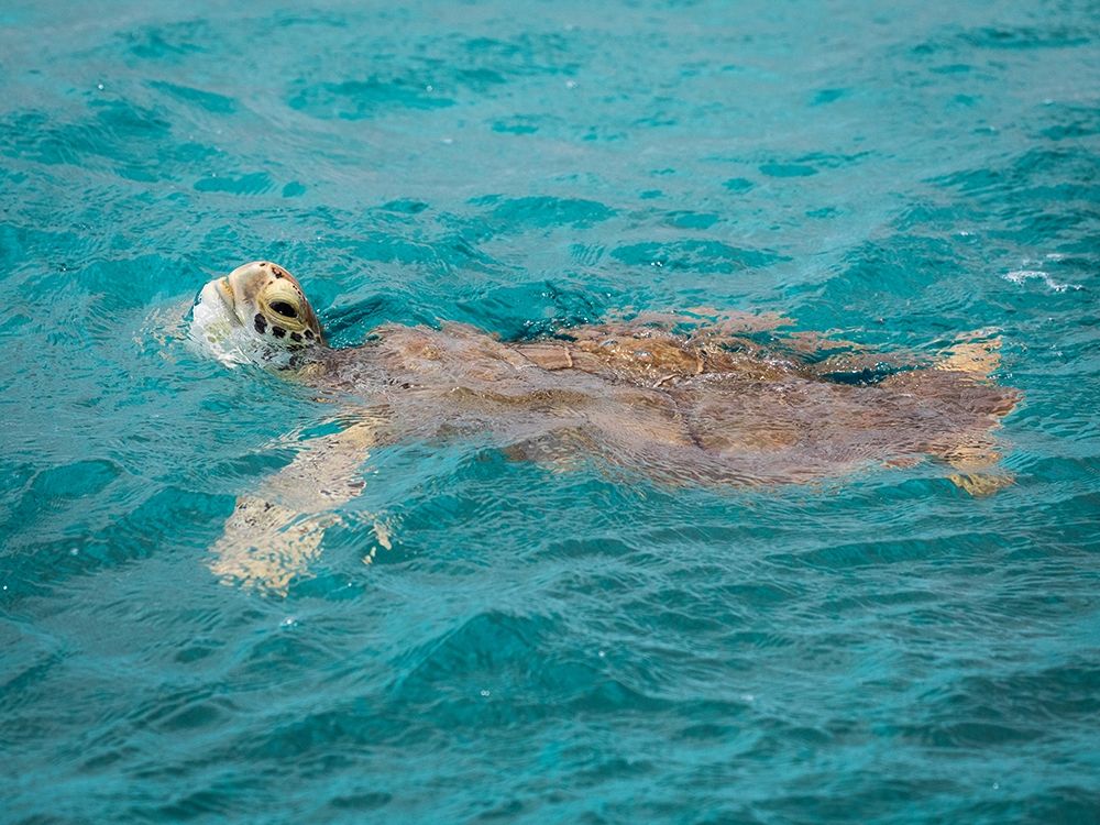 Art Print: Caribbean-Grenada-Tobago Cays Green sea turtle in water
