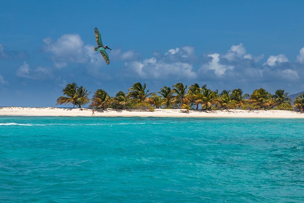 Art Print: Caribbean-Grenada-Sandy Island Pelican flies over ocean shore