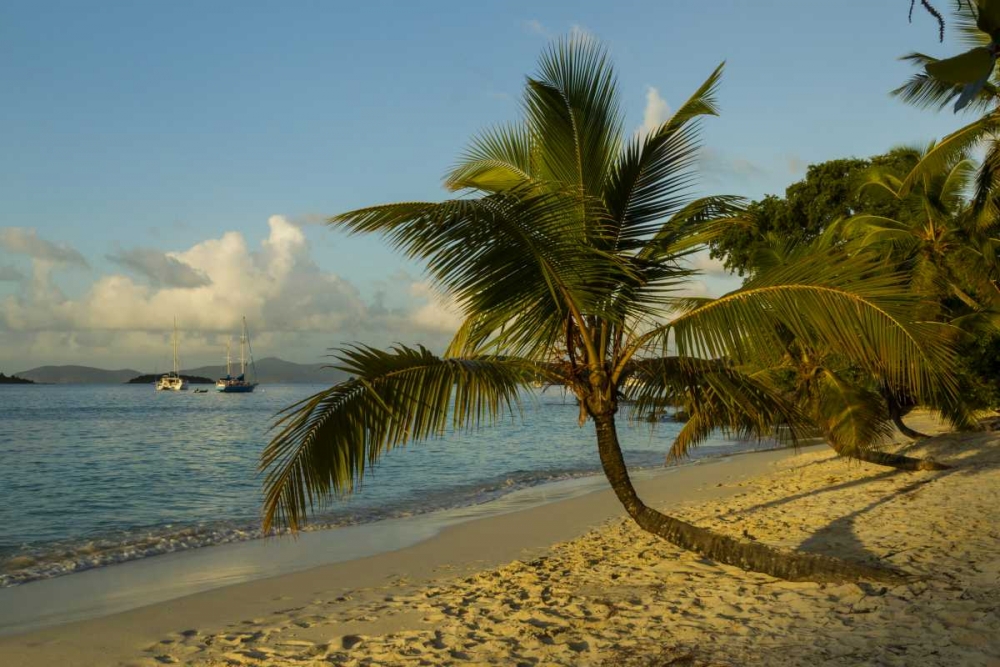 Art Print: Caribbean, USA Virgin Islands Beach scenic