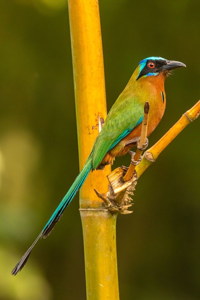 Art Print: Caribbean-Tobago Motmot bird on limb 