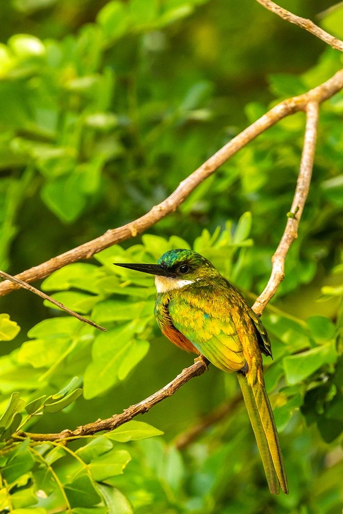 Art Print: Caribbean-Tobago Rufous-tailed jacamar bird on limb 