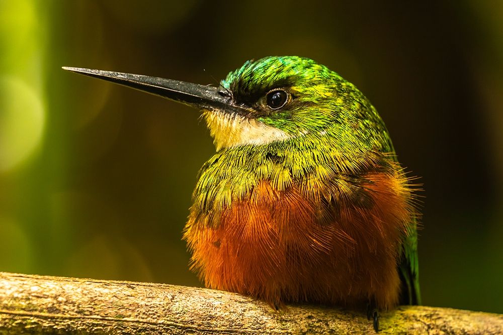 Art Print: Caribbean-Tobago Rufous-tailed jacamar bird on limb 