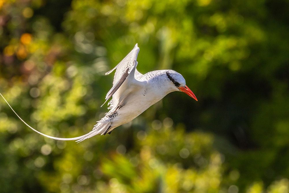 Art Print: Caribbean-Little Tobago Island Red-billed tropicbird in flight 