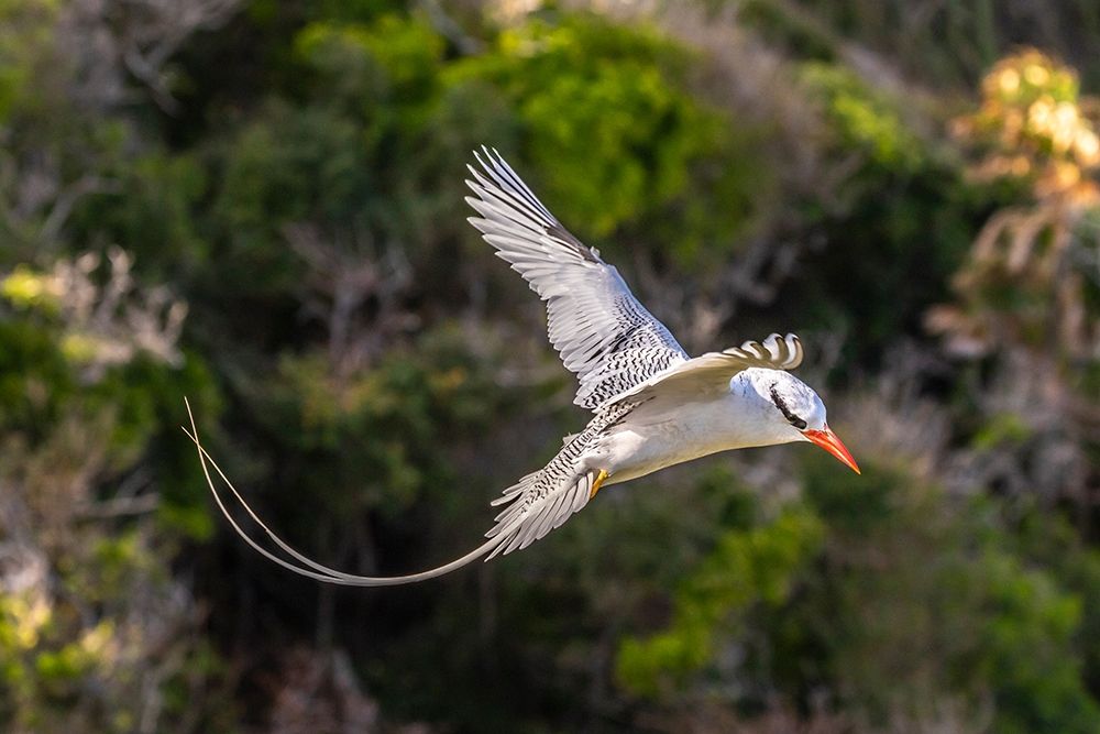 Art Print: Caribbean-Little Tobago Island Red-billed tropicbird in flight 